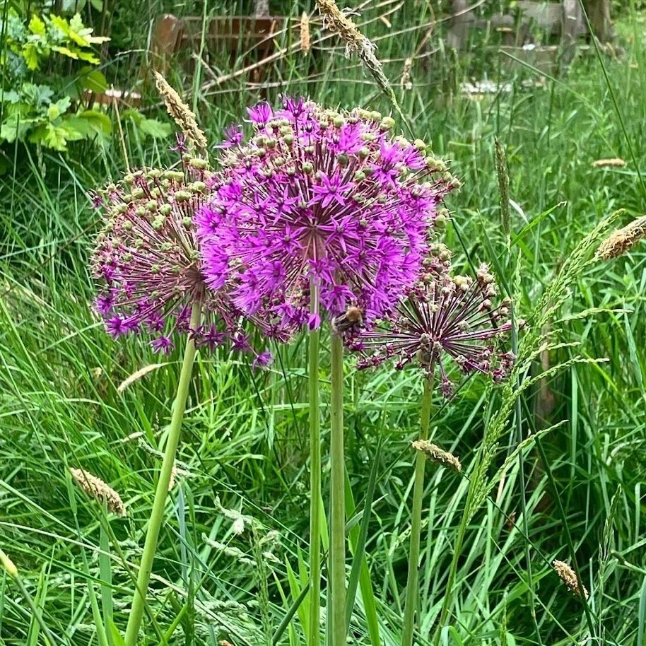 Flowers at Longholt Wood