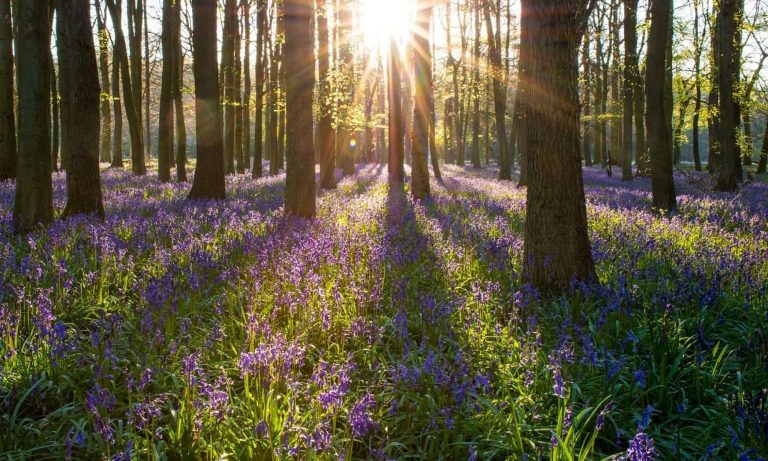 Woodland and wildflower view at Longholt Wood