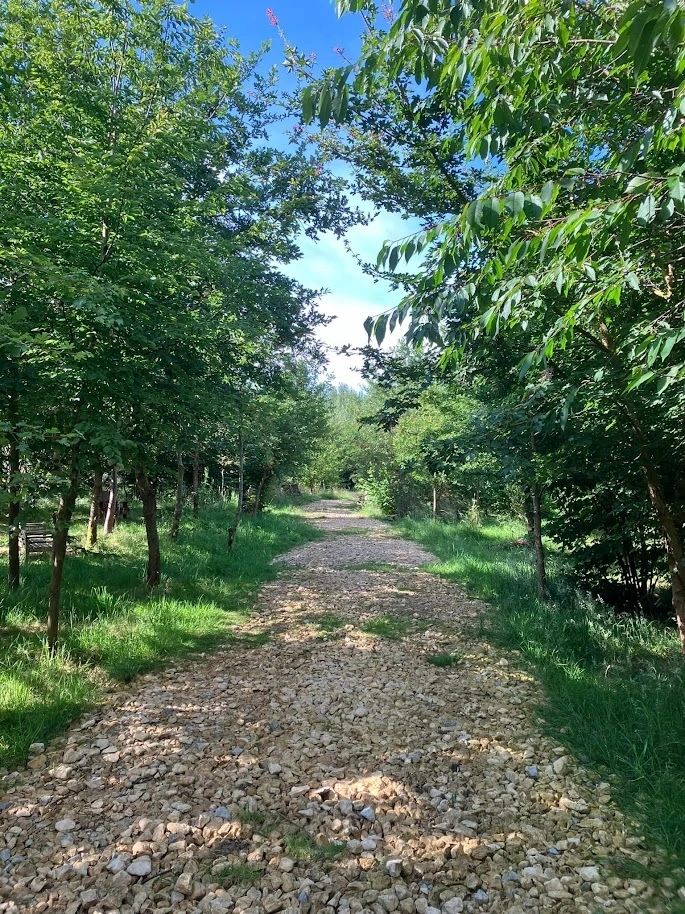 Longholt Wood woodland path