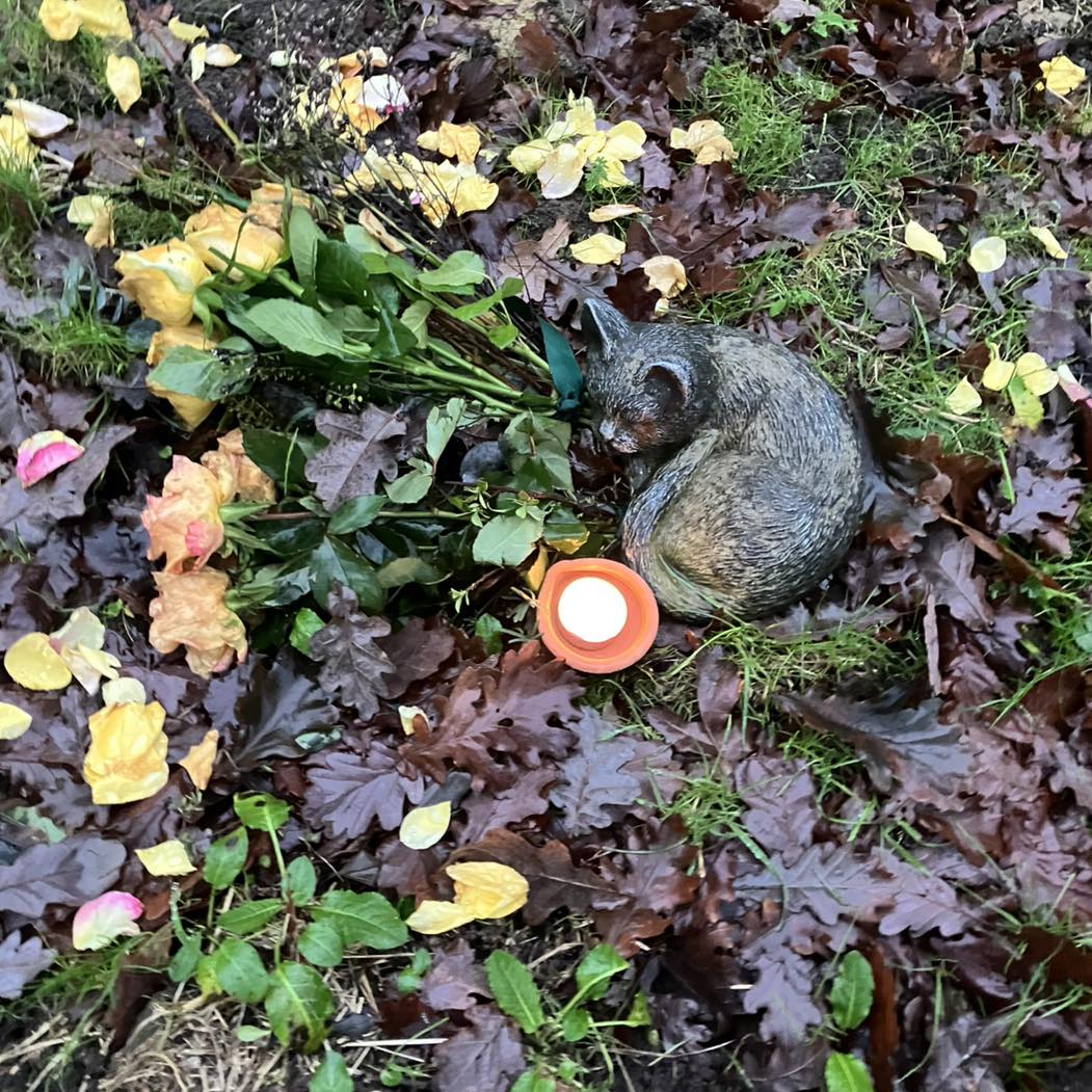 Woodland view at Longholt Wood